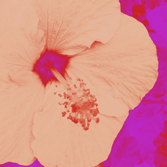 Florpop Filtro-fotos-1.jpg