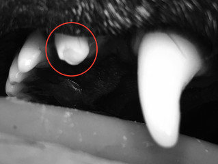 Bonded Sealants...to extract or not to extract?