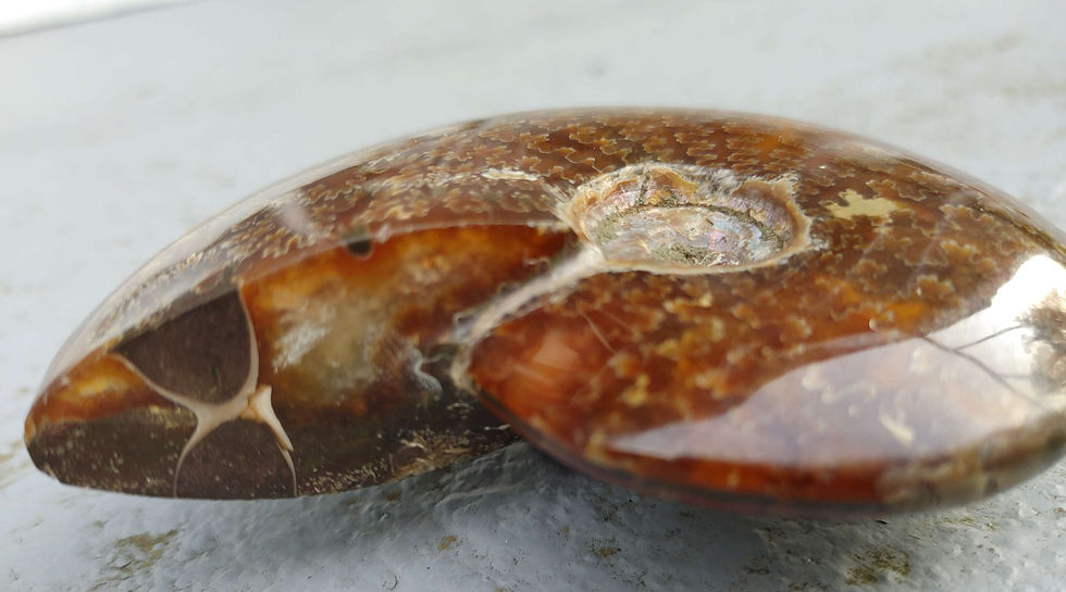 Thumbnail: (LG) Natural Ammonite Fossil  from Madagascar Dolmen Charged (9.37oz) 