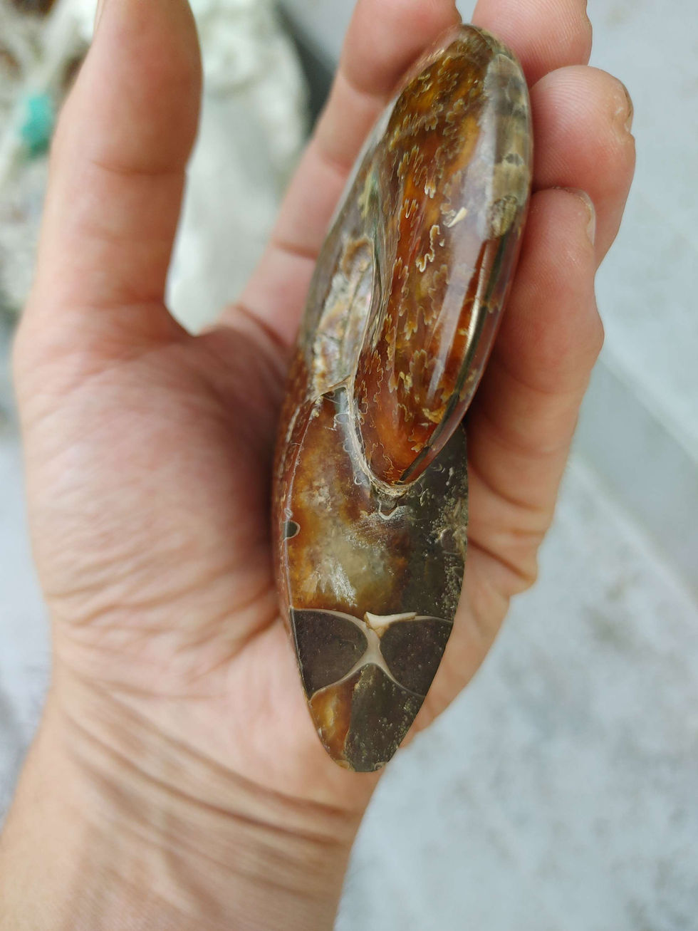 Thumbnail: (LG) Natural Ammonite Fossil  from Madagascar Dolmen Charged (9.37oz) 