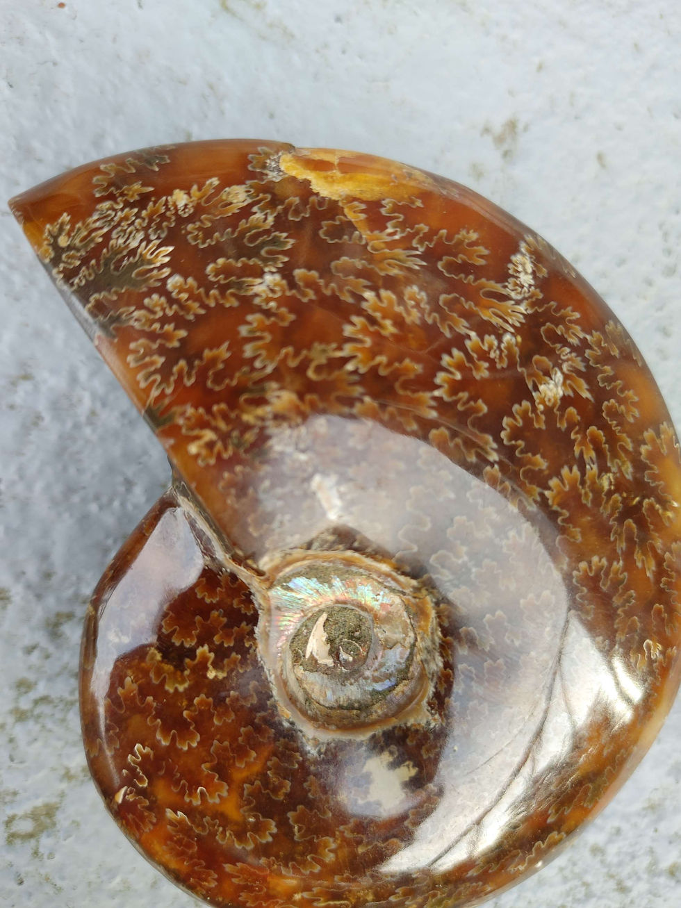 Thumbnail: (LG) Natural Ammonite Fossil  from Madagascar Dolmen Charged (9.37oz) 