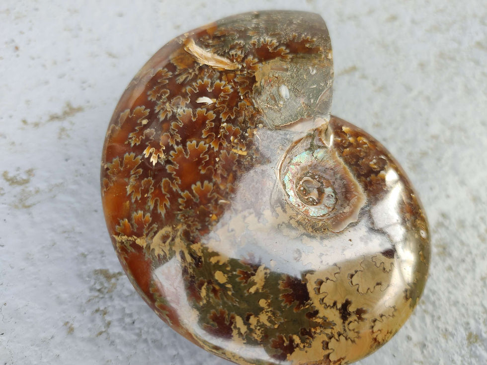 Thumbnail: (LG) Natural Ammonite Fossil  from Madagascar Dolmen Charged (9.37oz) 