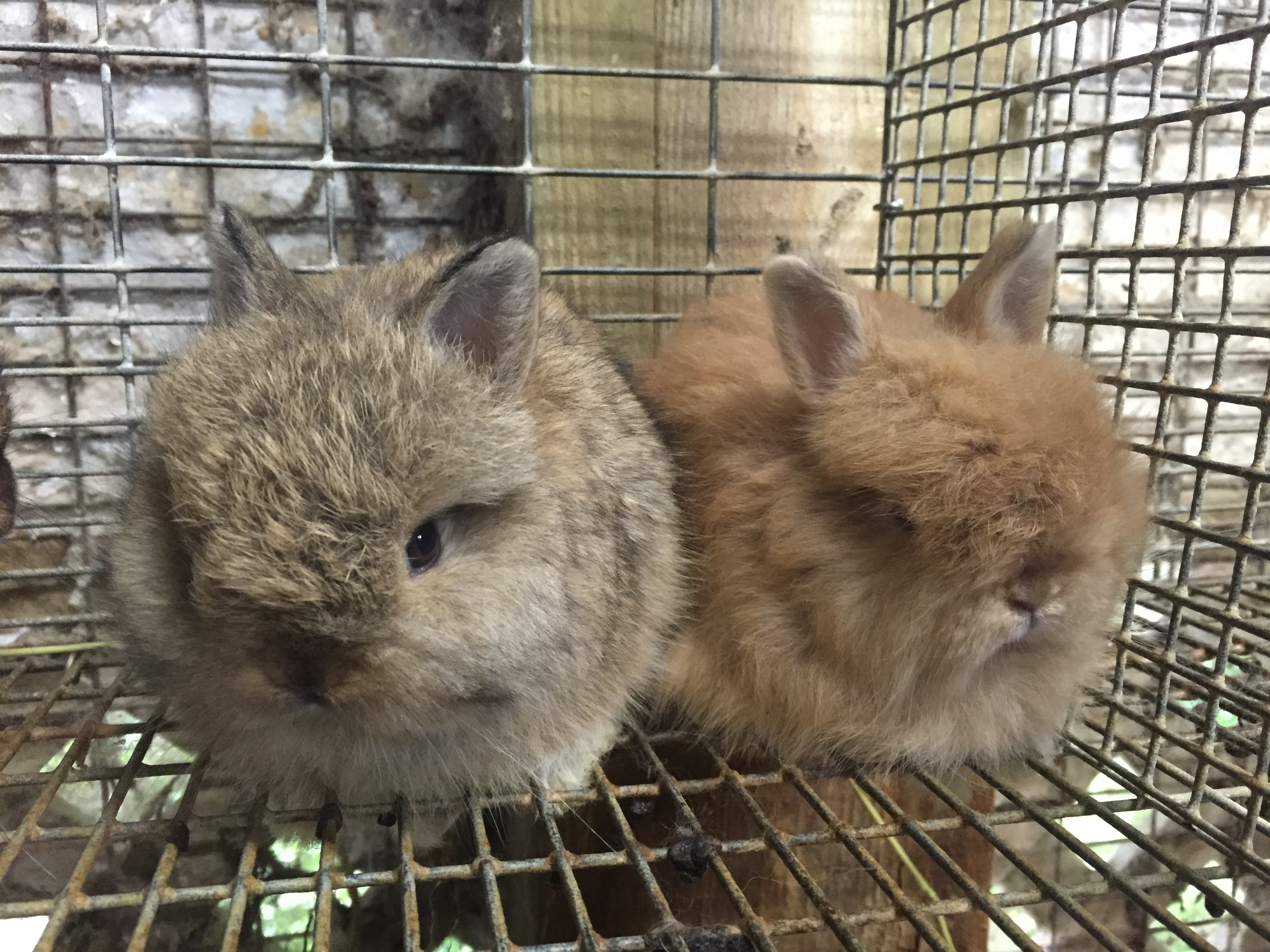 Rabbit Color Genetics