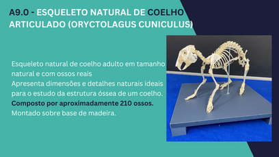 Coelho Articulado - Esqueleto natural de coelho adulto em tamanho natural e com ossos reais.
Apresenta dimensões e detalhes naturais ideais para o estudo da estrutura óssea de um coelho.