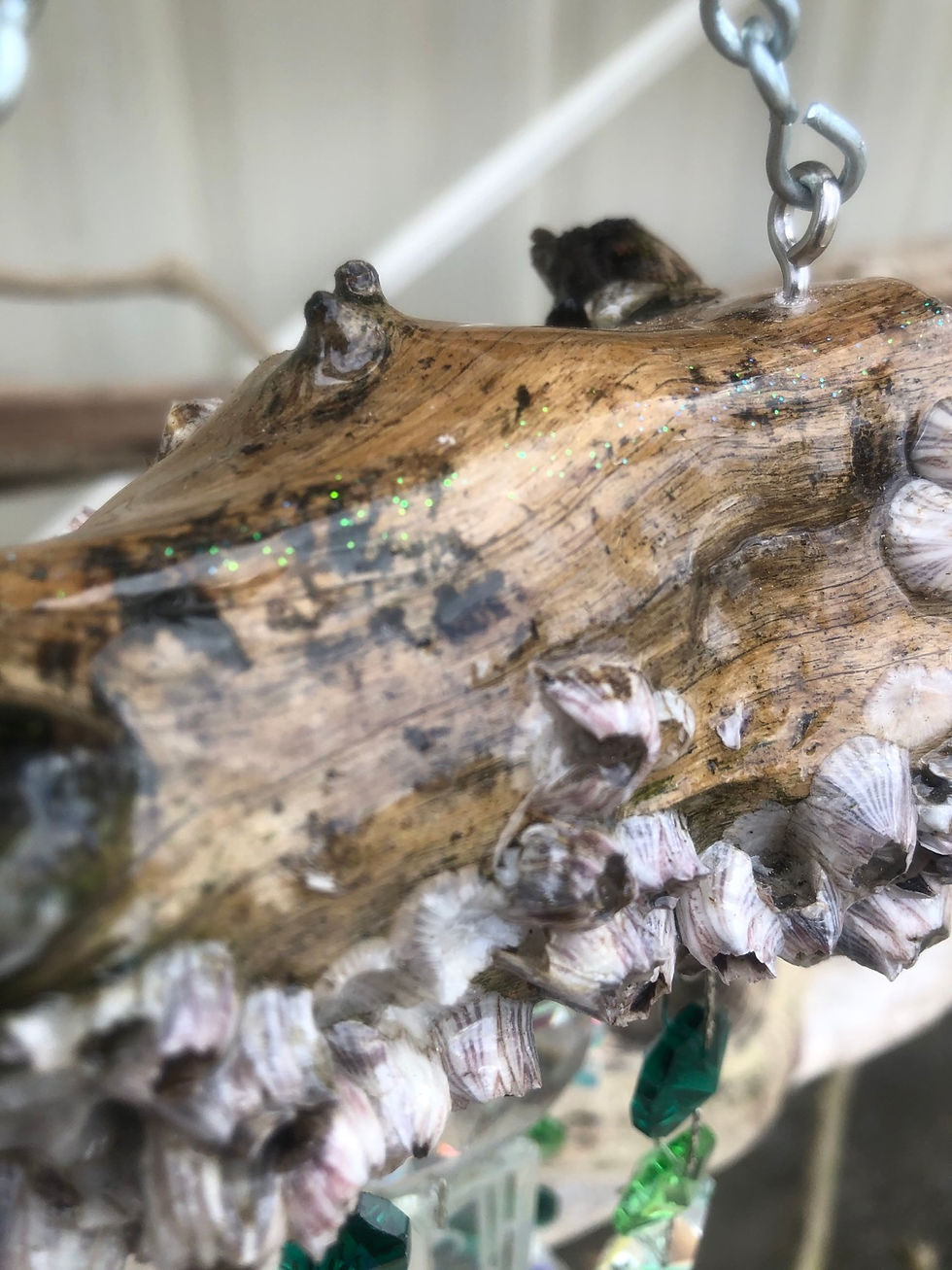 Thumbnail: Etched Mermaid Barnacle 5