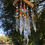 Thumbnail: Glistening 11 Spears