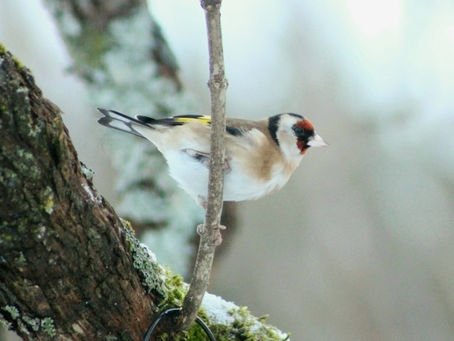 Top Garden Birds - RSPB Big Garden Birdwatch