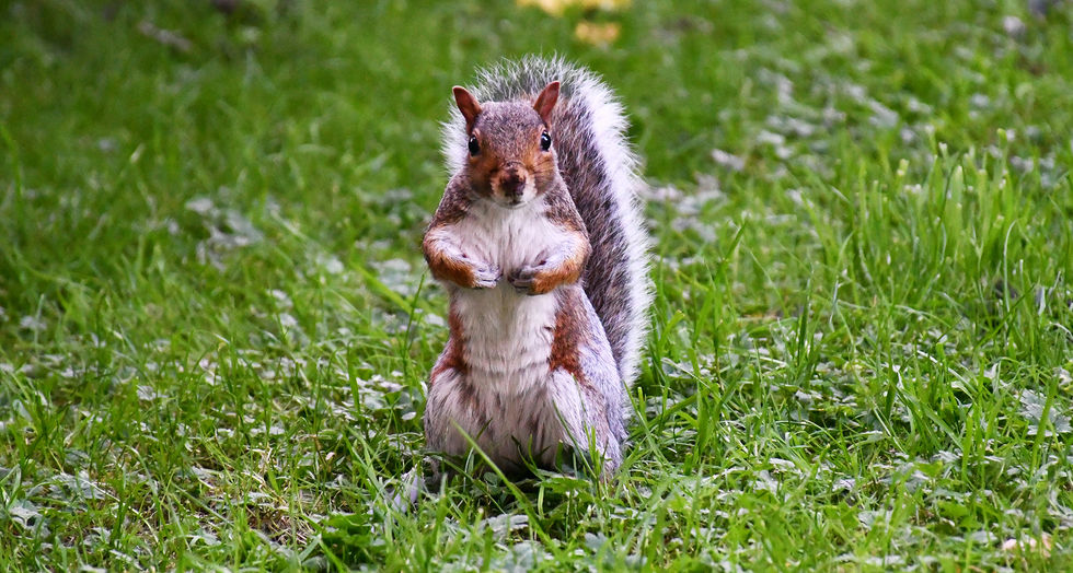 126 Cute Squirrel closer - web - wm.jpg