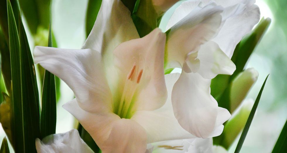 123 White gladioli - web - wm - dodge 3 - used.jpg