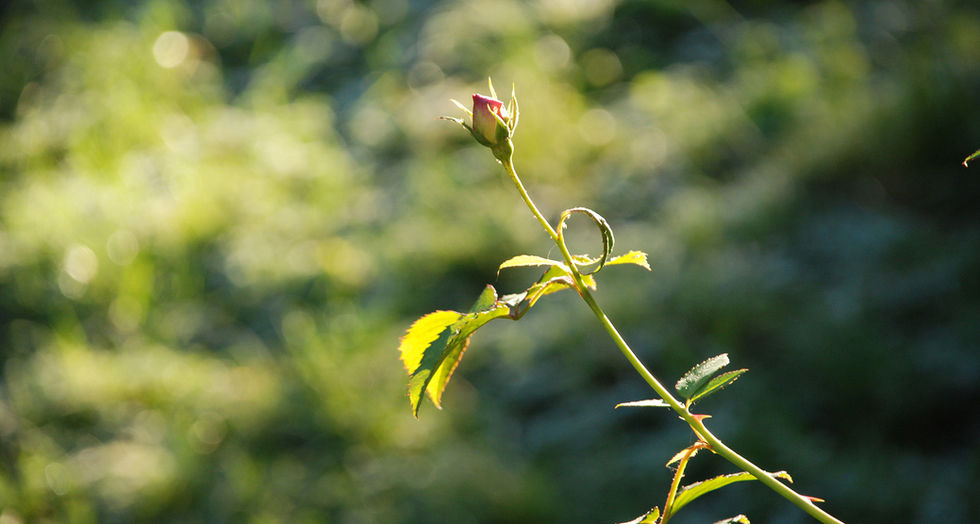 Winter Rose - web - wm.jpg