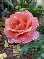 wet roses wit dropplets rain, flowers roses