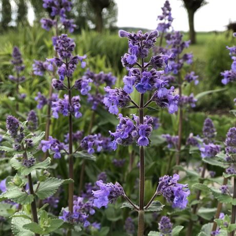 Met deze 8 insect-trekkende planten heb je gegarandeerd succes op goedaardig gezoem in de tuin!