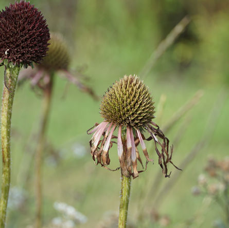 Testtuin week 65 - Extreme droogte; Welke plant kan er tegen en welke niet?