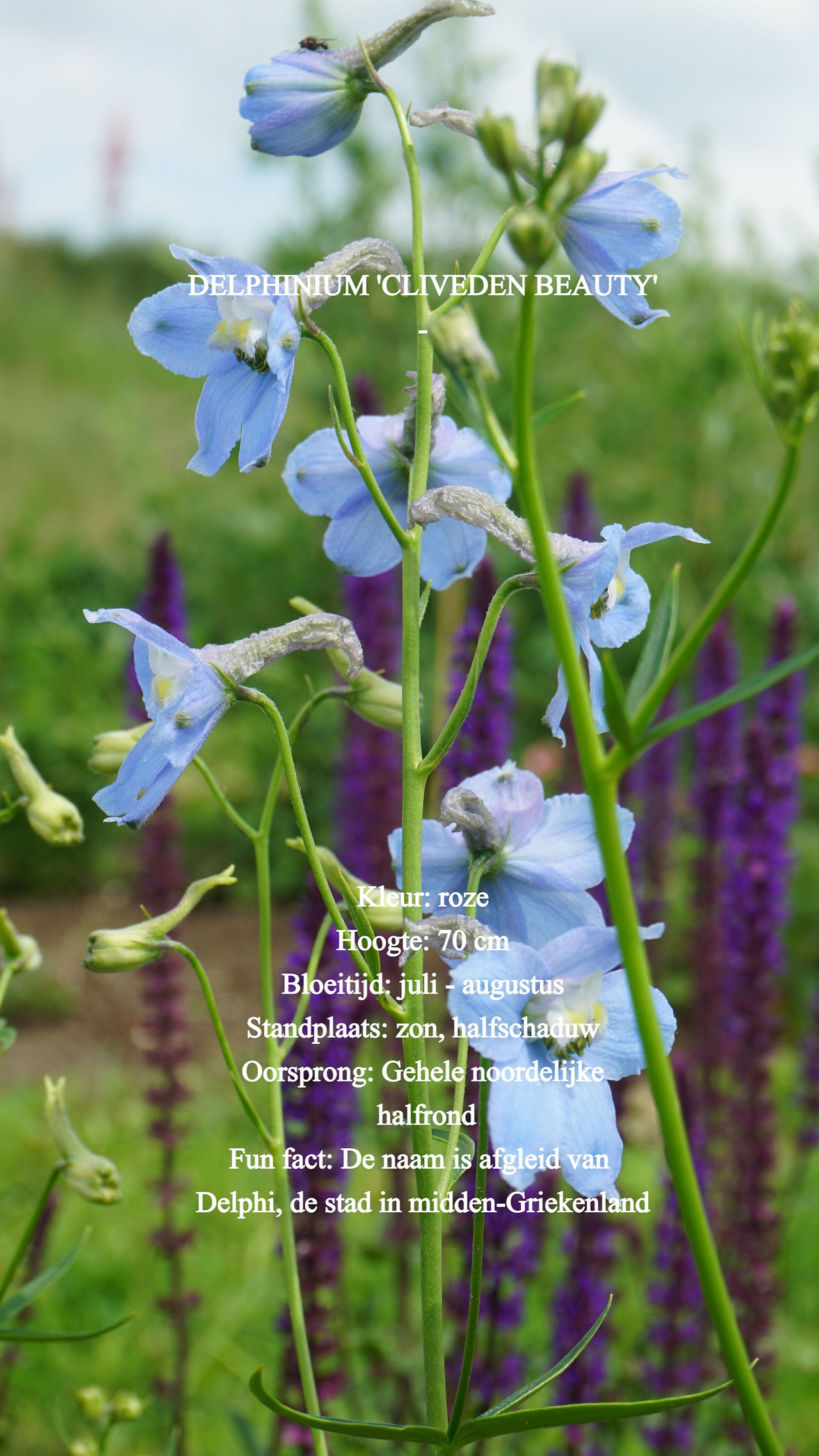 Delphinium 'Clividen Beauty'