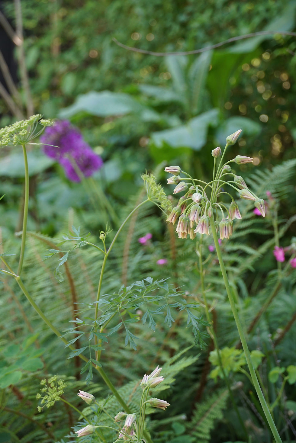 Nectaroscordum en Cenolophium denudatum
