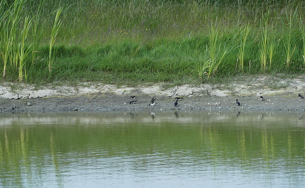 landscape garden, exclusive gardens, flower border, Studio Linda Lavoir, landscape architect Zeeland, landscape architect Rotterdam, Piet Oudolf style, natural garden, the power of plants