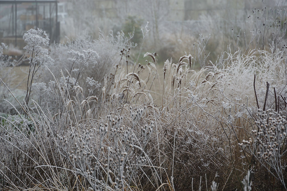 De top 15 meest waardevolle vaste planten en siergrassen in de herfst- en wintermaanden.