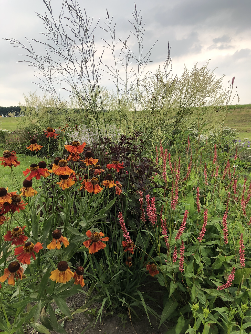Classic: Helenium 'Moerheim Beauty' en Molinia 'Transparant'