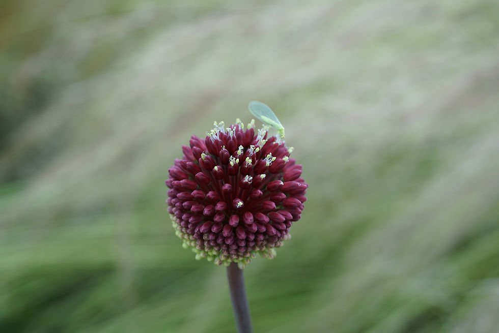Allium 'Red Mohican'