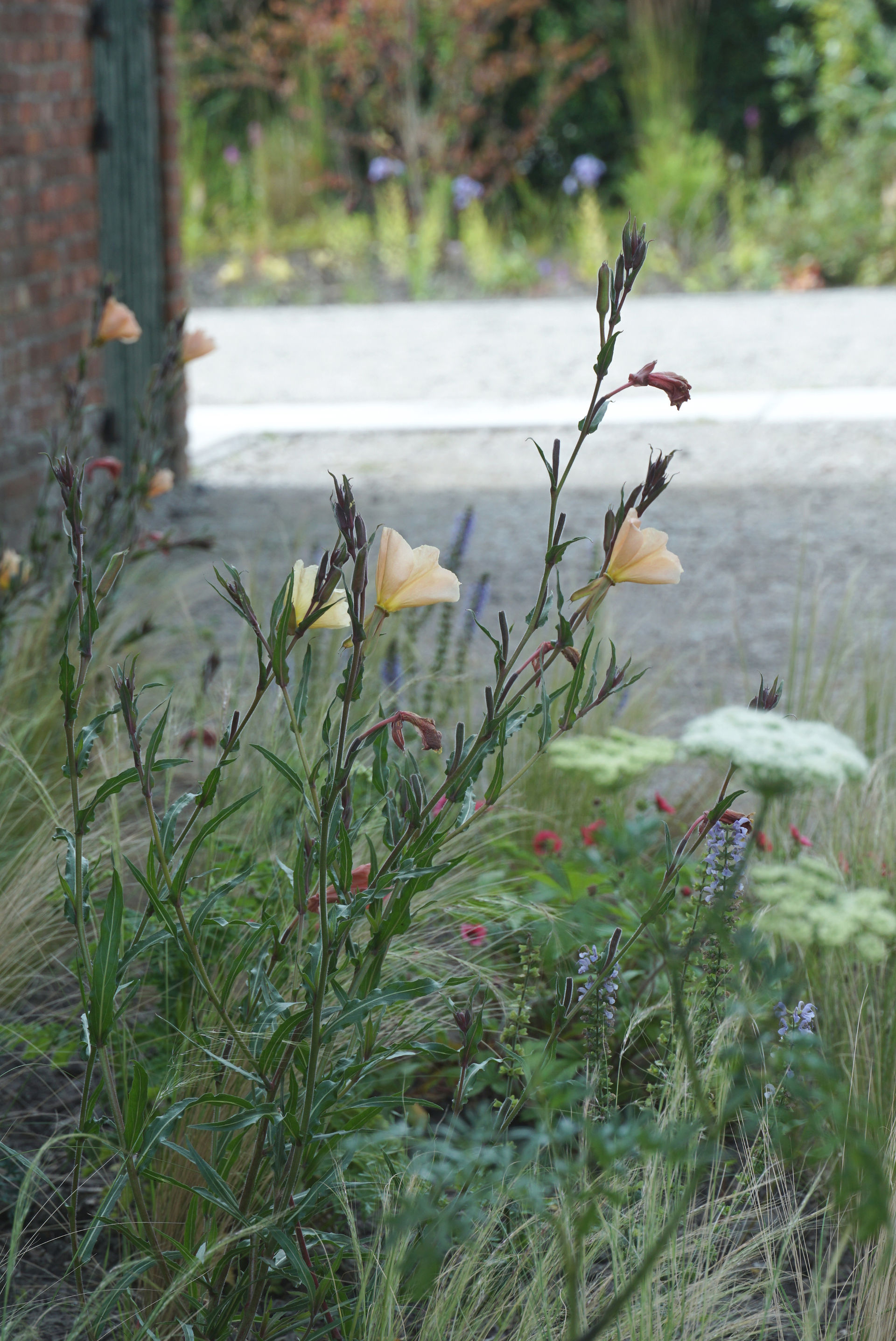 Oenothera 'Sulpurea', Tuinarchitect Rotterdam ontwerp beplantingsplannen, moderne tuinen met veel groen en studio linda la