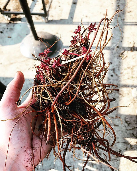 Alle planten hebben net als mensen hun kenmerkende eigenschappen en voorkeuren. Om deze te leren kennen, kan je de boeken wel terug in de kast leggen en beginnen met je handen vies te maken en je ogen goed te gebruiken. (elke dag, want de natuur veranderd continue ) Dit is de enige manier om de planten en siergrassen te leren kennen én toe te passen in de tuin. Sinds 2016 loop ik stage bij Kwekerij In Goede Aarde in Biervliet om de planten vanaf het kleinste stadium tot moederplant te zien (op)groeien en bloeien. Maar ook ziektes, beschadiging van insecten of juist de samenwerking tussen planten met bepaalde insecten is wat ik hier leer. Daarom is deze stage de meest leerzame en interessante leerschool die ik ooit heb gehad! Benieuwd naar het assortiment van de kwekerij? Klik dan hier!