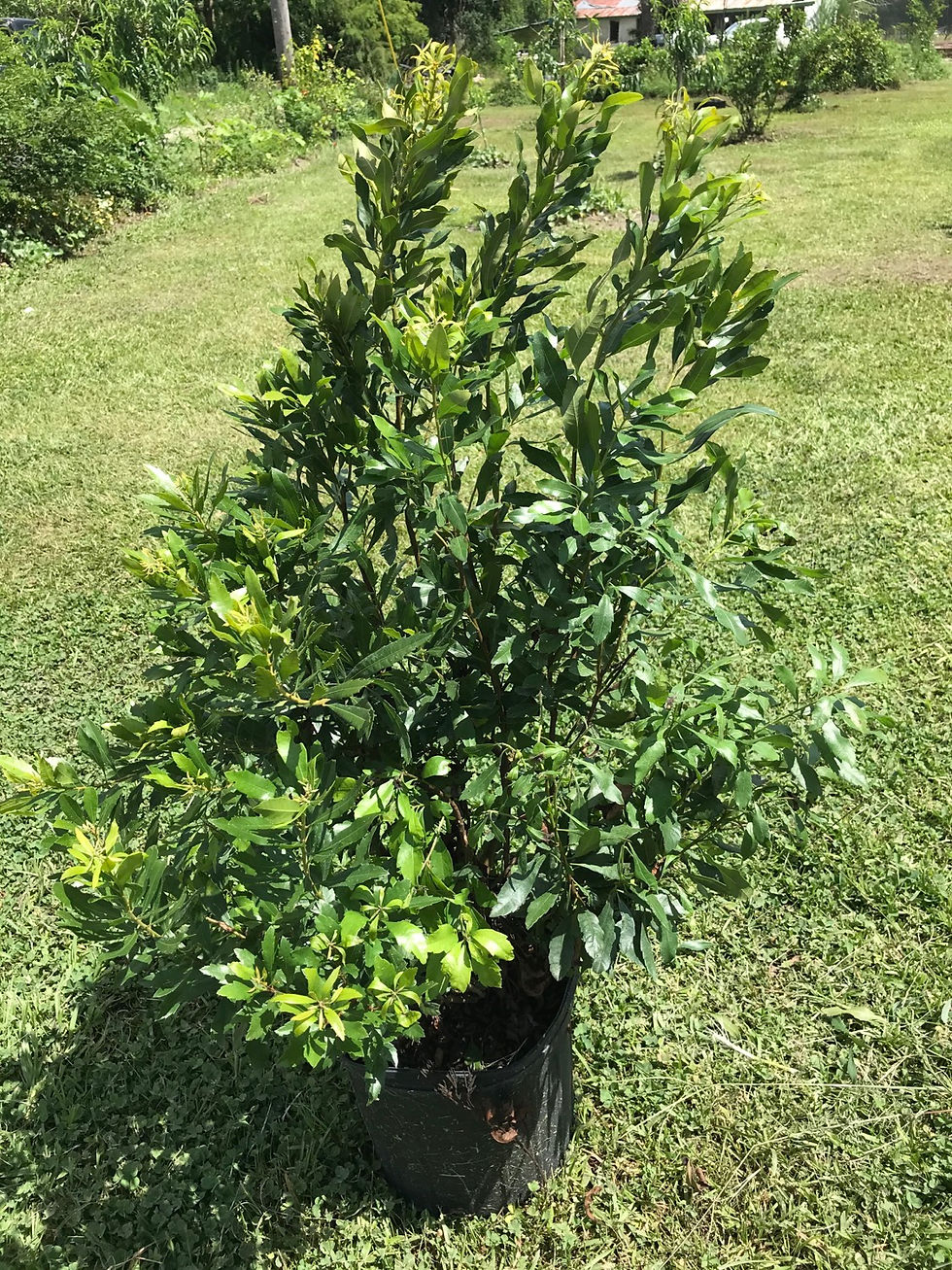 Wax Mrytle 3 gal