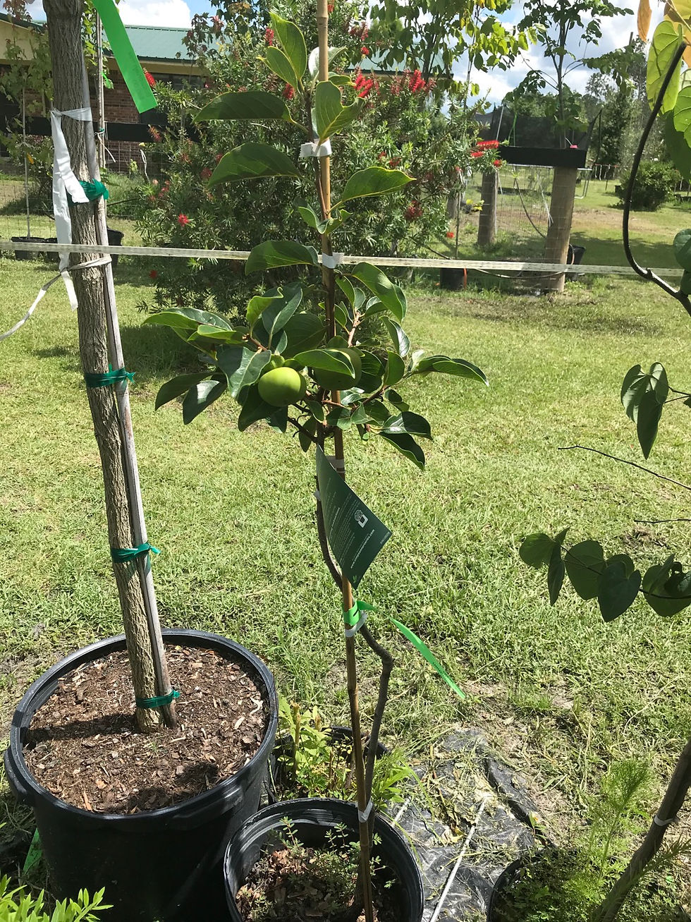 Persimmon Tree
