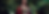 banner-yonibotanica.png