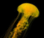yellow jellyfish