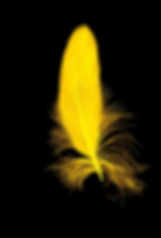 yellow feather