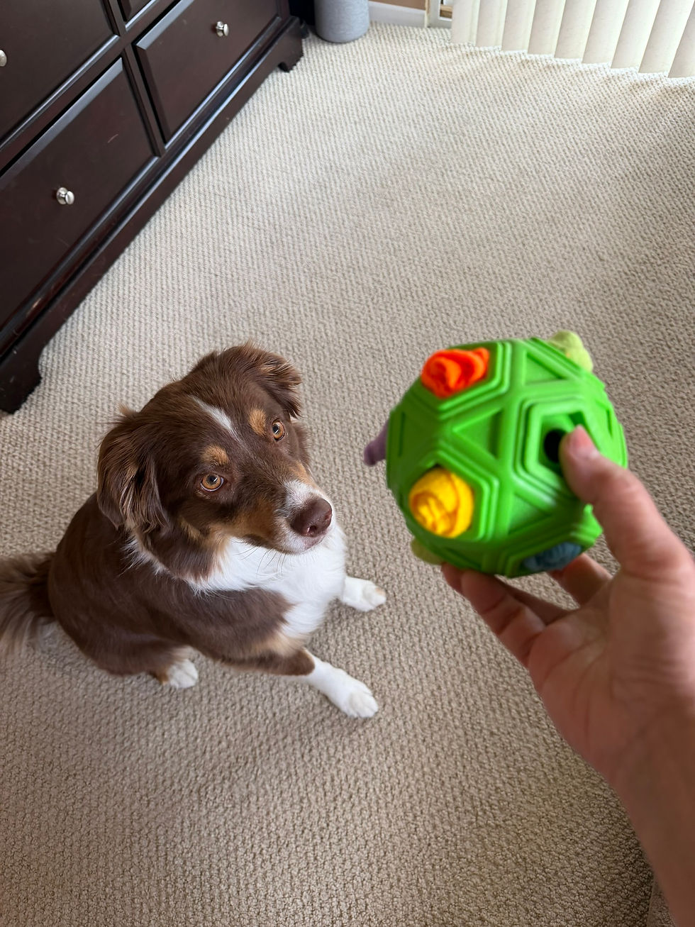 Thumbnail: Snuffle Ball Interactive Dog Toy