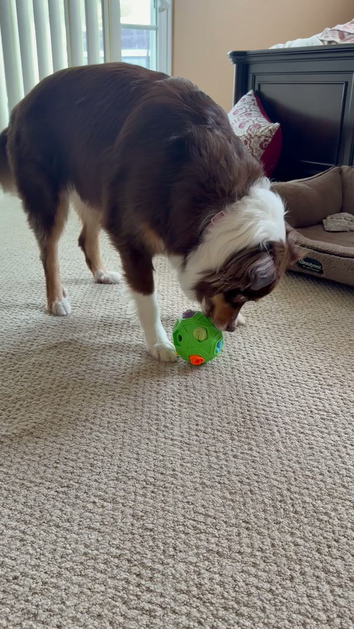 Thumbnail: Snuffle Ball Interactive Dog Toy