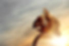 shutterstock_1442141249_edited.jpg