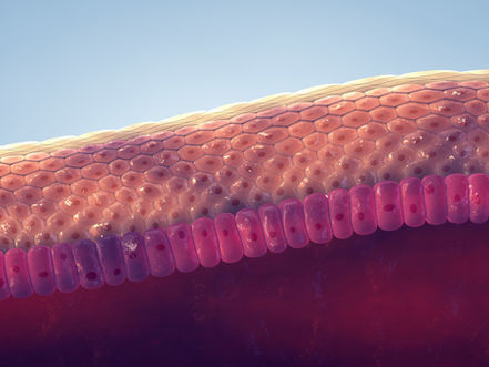 Anatomical side view of the skin layers.