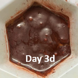 H11RT_Day3d