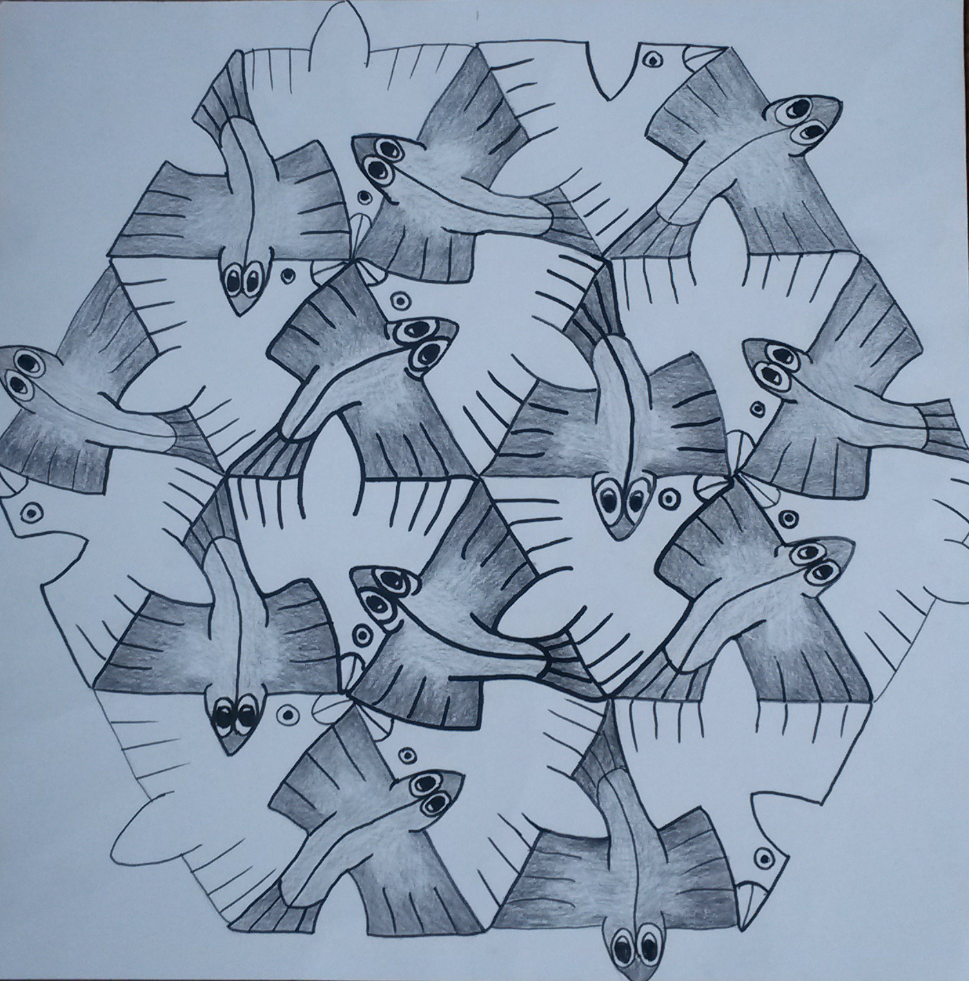 24 Vissenvogel