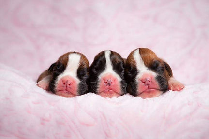 puppy.jpeg