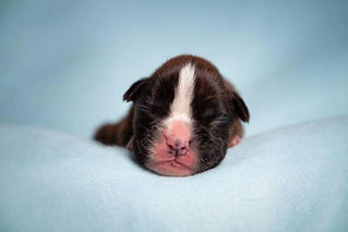 puppy3.jpeg