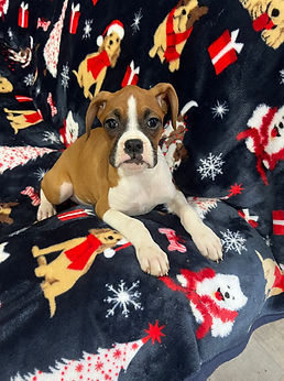 grayson boxer puppies