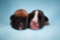 puppy4.jpeg