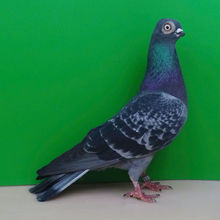 1,0 Breslauer Tümmler, blau-gehämmert; hv96 SVE; Josef Franke, Dissen; VDT-Schau Hannover