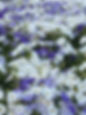 IMG_9262.jpeg