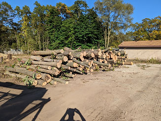 residential tree Service in Grand Rapids