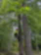 tree healthcare