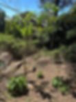 Middle Kookaburra.jpg