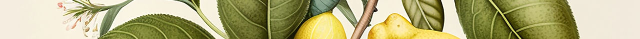 ernestocreates_Botanical_art_illustration_of_a_lemon_a81e2ebd-33f9-4aaa-a093-9fd8d95a43af.
