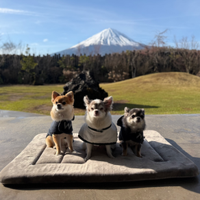 Three small dogs (one pomchi and two chihuahuas) - Qoo, Tira, and Palpy - sitting on a cushion outdoors with Mount Fuji clearly visible in the background on a bright day.