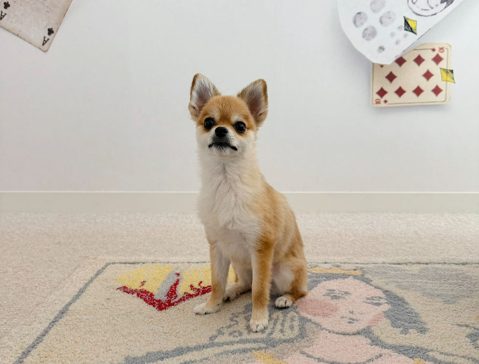 SHIROIYA HOTEL: An Art Hotel in Maebashi, Gunma