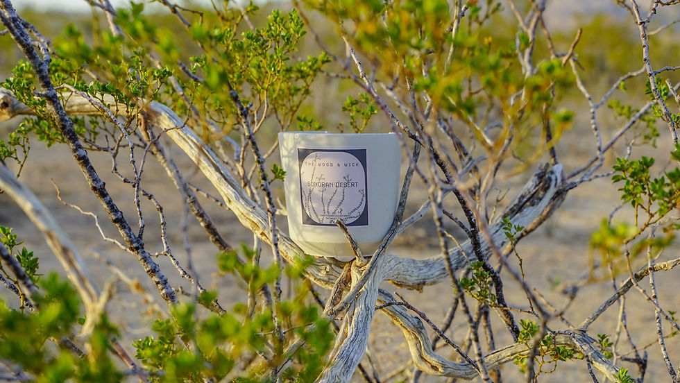 Thumbnail: Sonoran Desert Candle