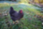 Chex on a frosty fall morning